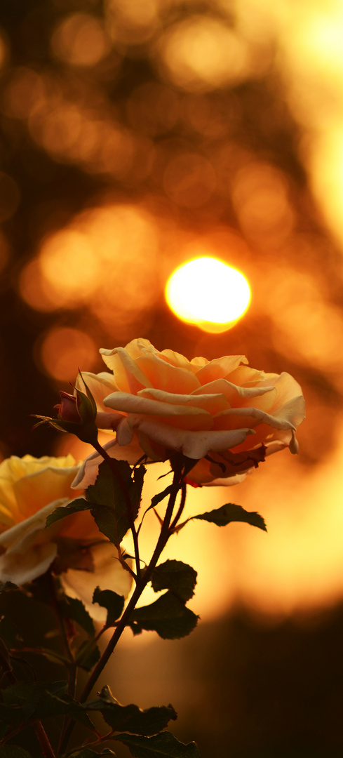 Rose im Sonnenuntergang