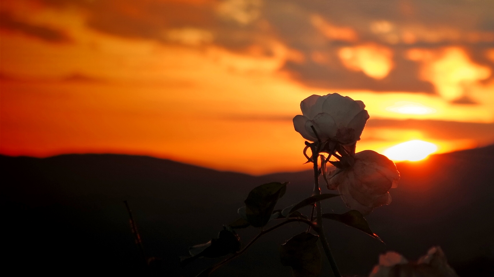 Rose im Sonnenuntergang