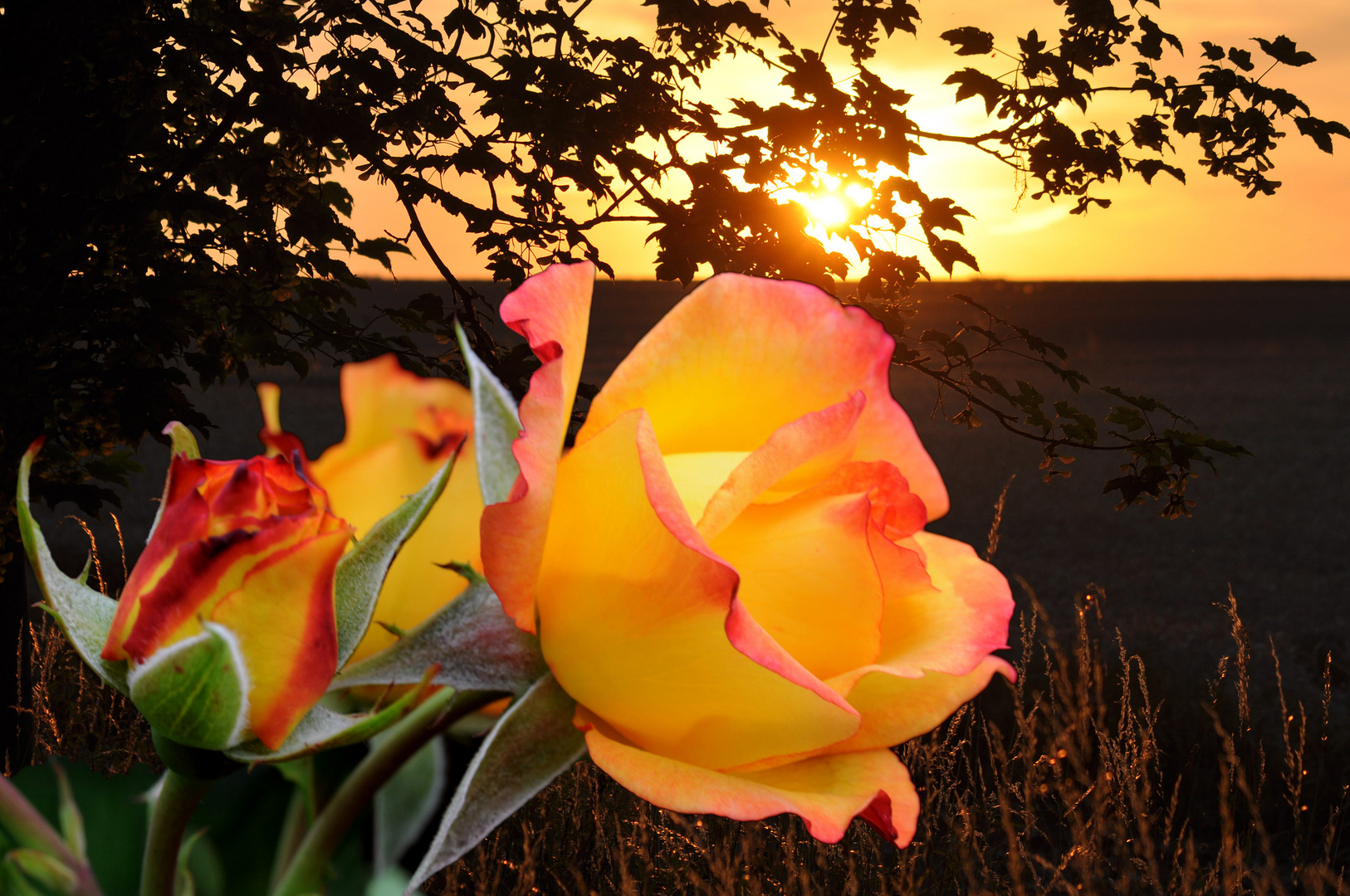 Rose im Sonnenuntergang