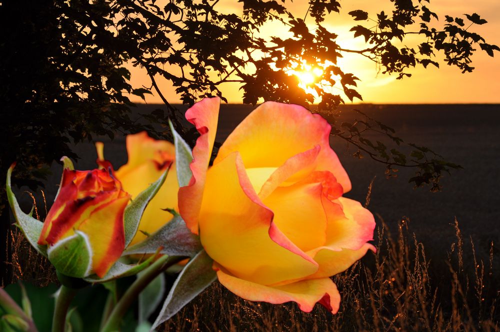 Rose im Sonnenuntergang