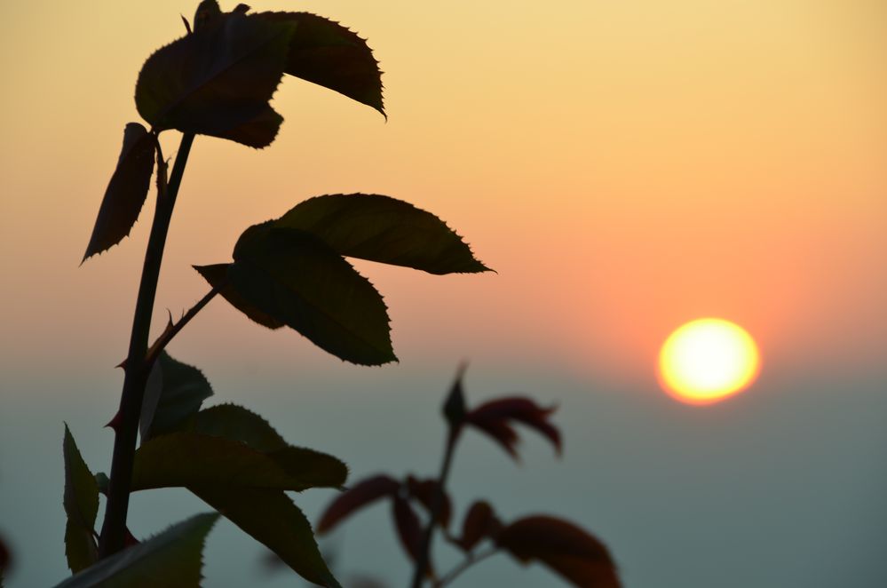 Rose im Sonnenuntergang in Piemont