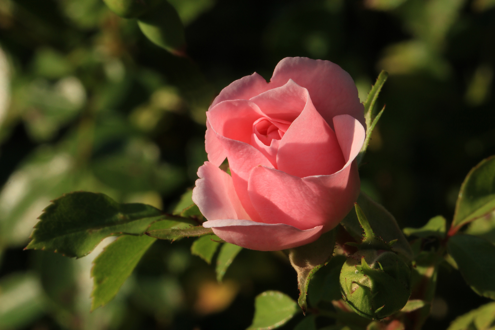 Rose im späten Abendlicht.....