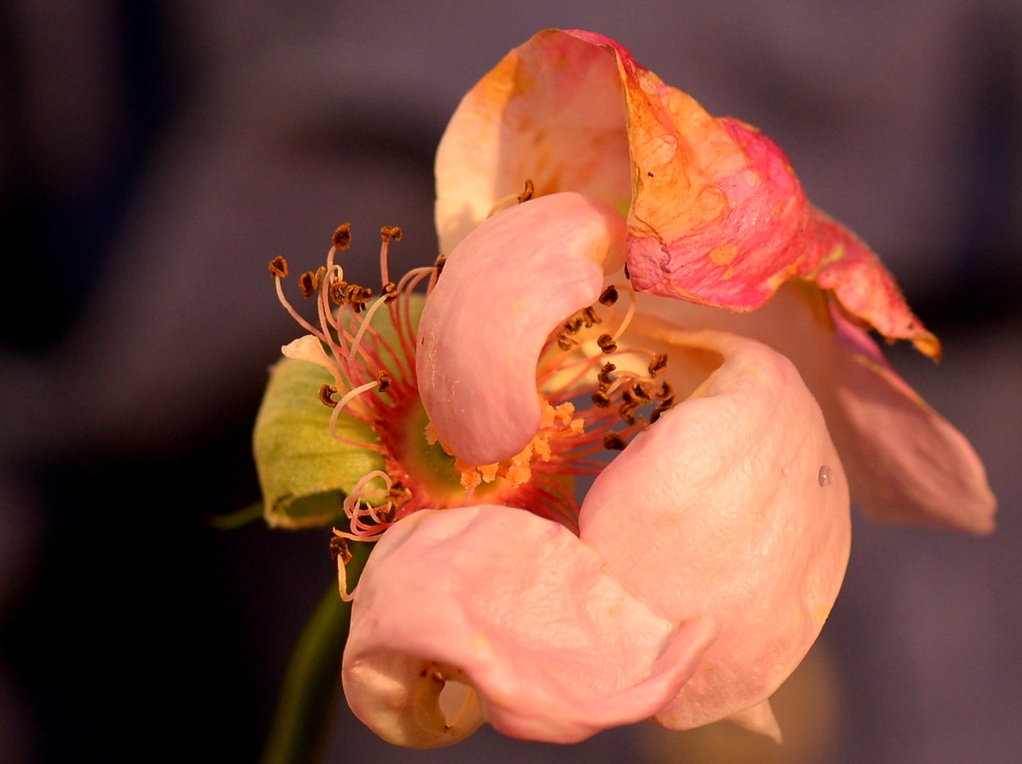 Rose im späten Herbst