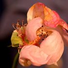 Rose im späten Herbst