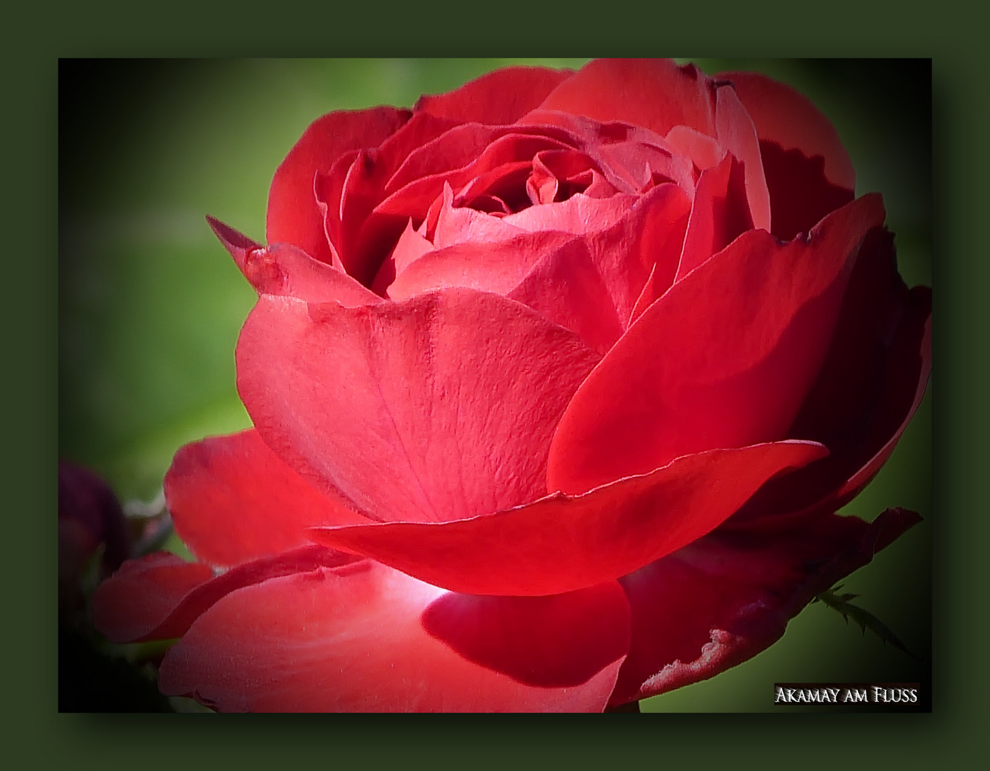 Rose im Spätsommer