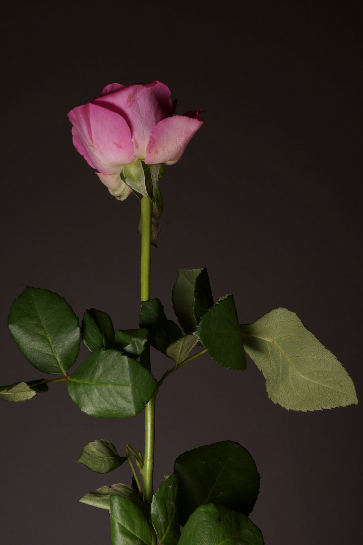 Rose im Studio