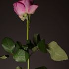 Rose im Studio