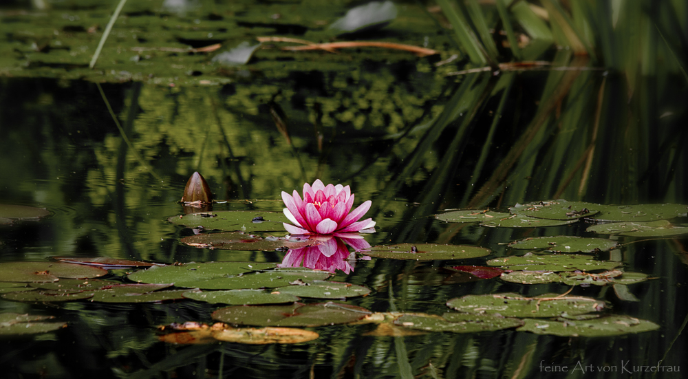 Rose im Teich