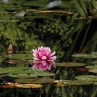 Rose im Teich