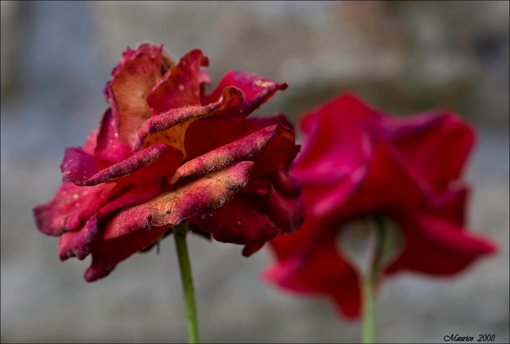 "Rose im Trauerkleid"