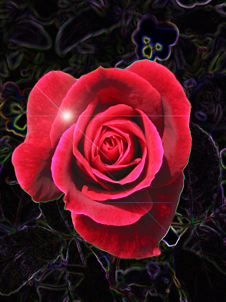 Rose im Universum