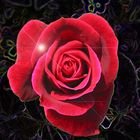 Rose im Universum