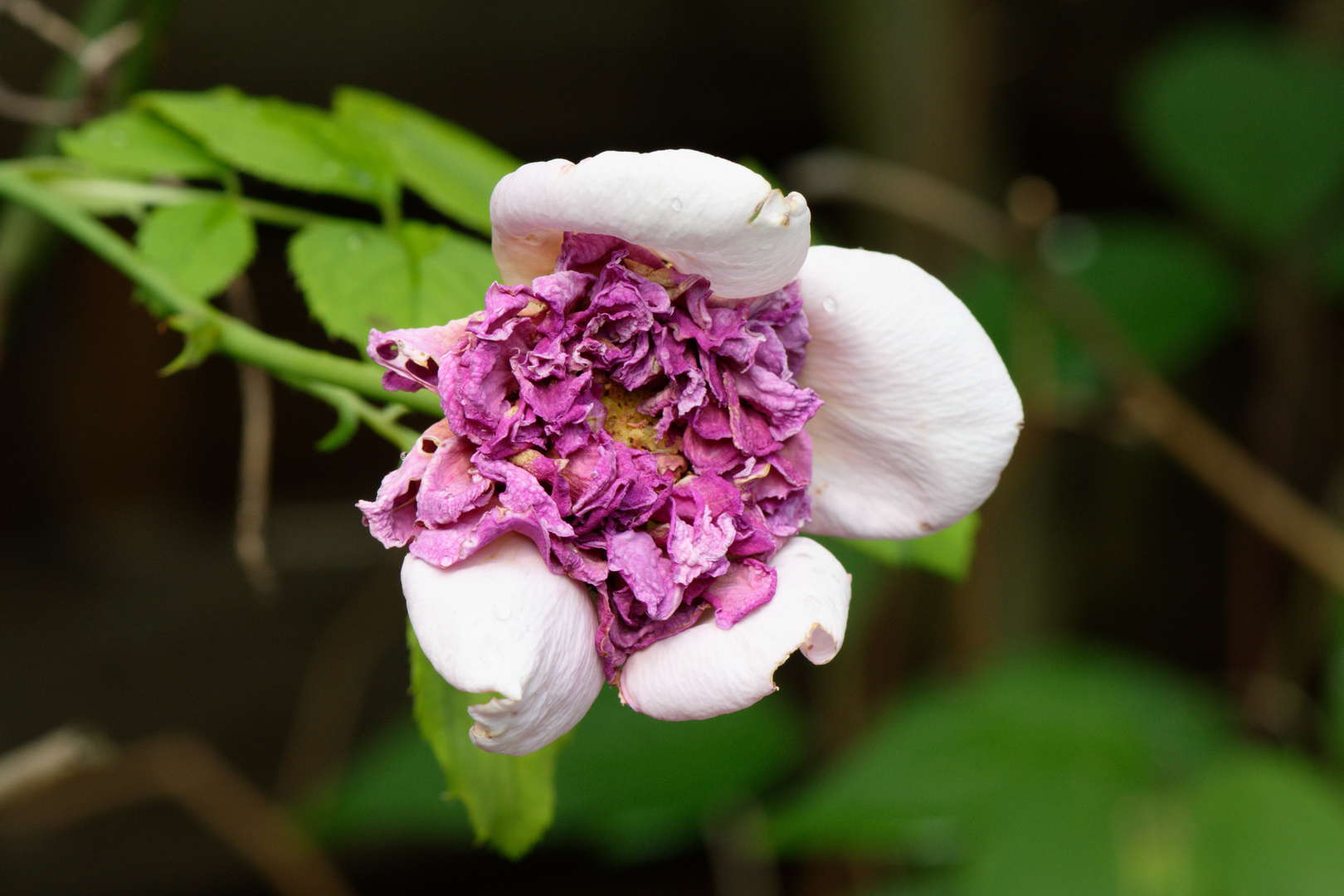 Rose im Verblühen