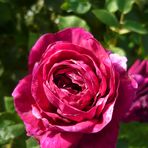 Rose im Volksgarten