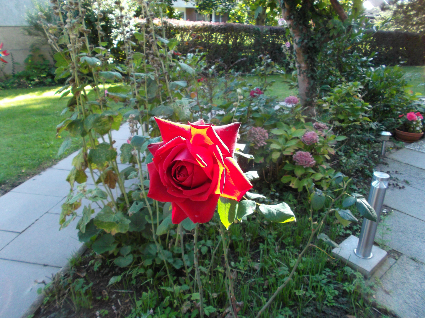 Rose im Vorgarten