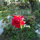 Rose im Vorgarten