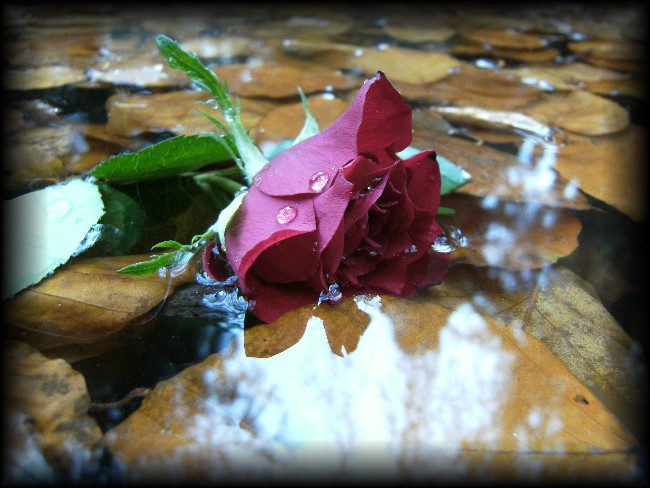 Rose im Wasser ..