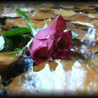 Rose im Wasser ..