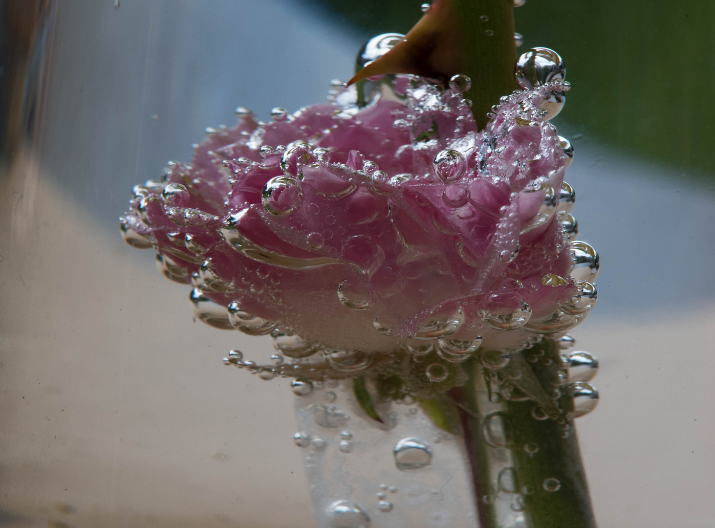Rose im Wasserglas
