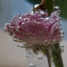 Rose im Wasserglas