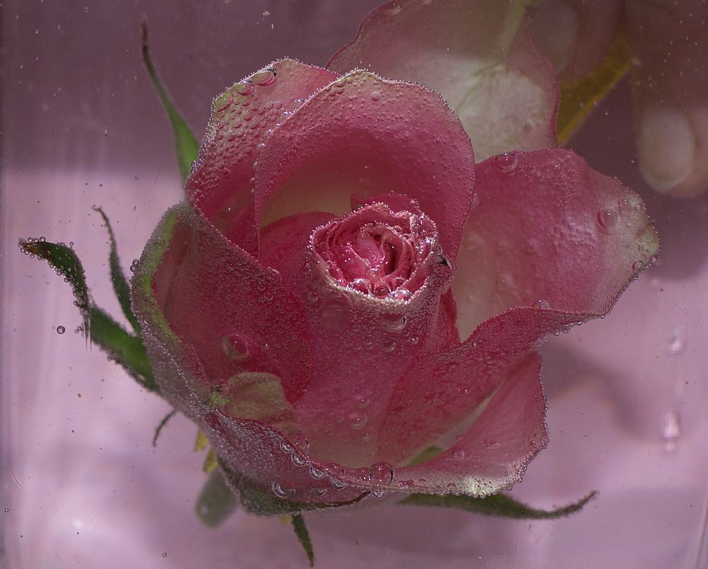 Rose im Wasserglas