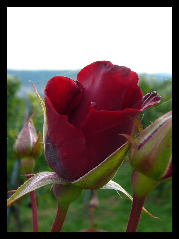 Rose im Weinberg