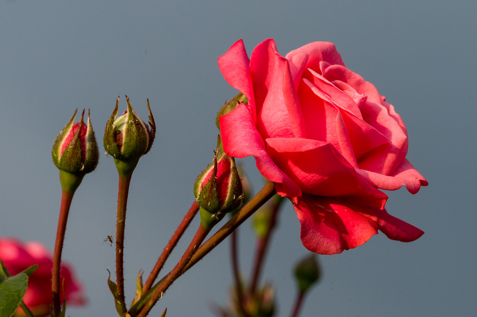 Rose im Weinberg III