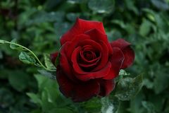 Rose im Wettsteinpark-Rosarium am Donaukanal