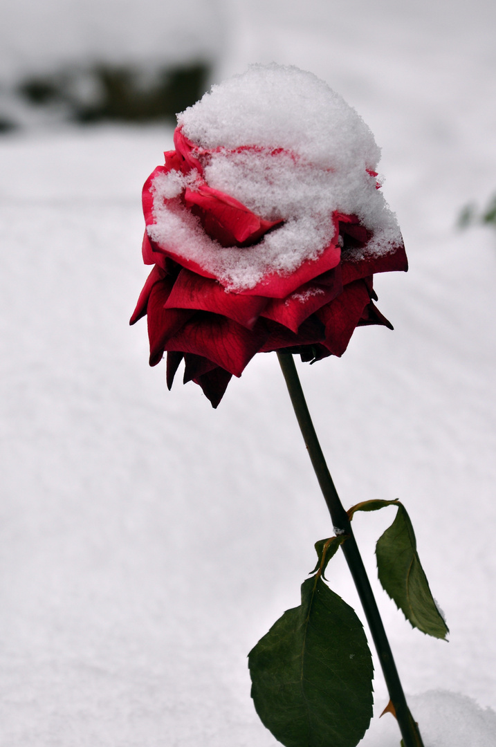 Rose im Winter