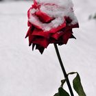 Rose im Winter