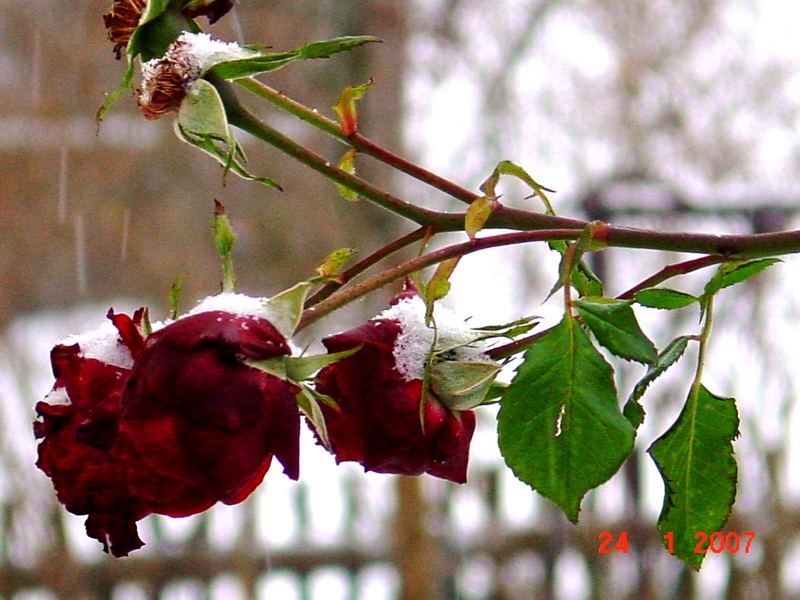 Rose im Winter