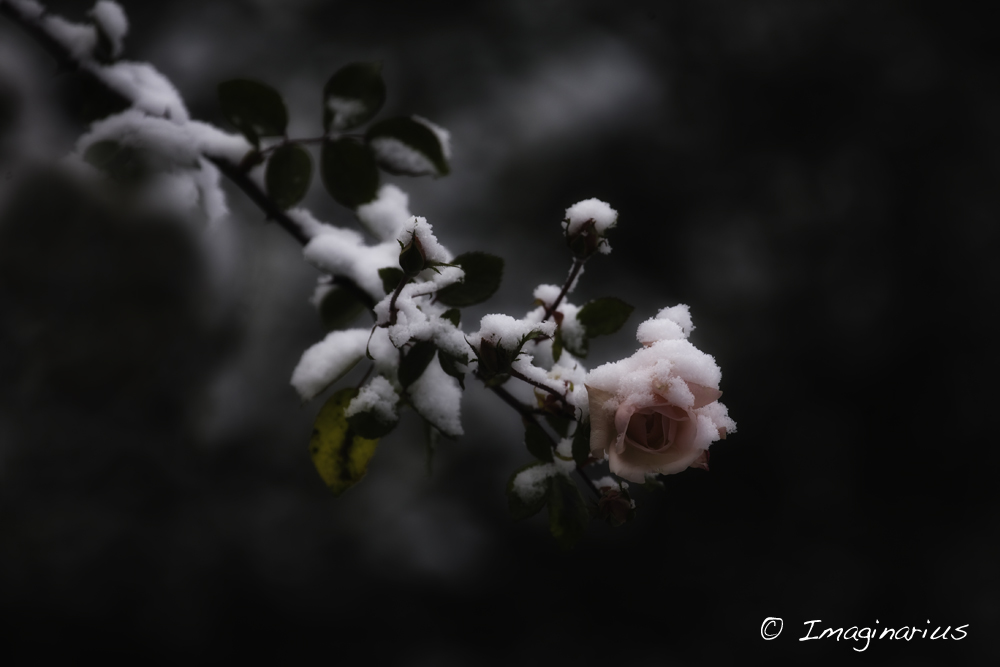 Rose im Winter