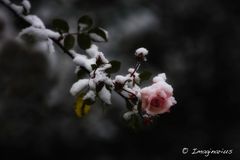 Rose im Winter