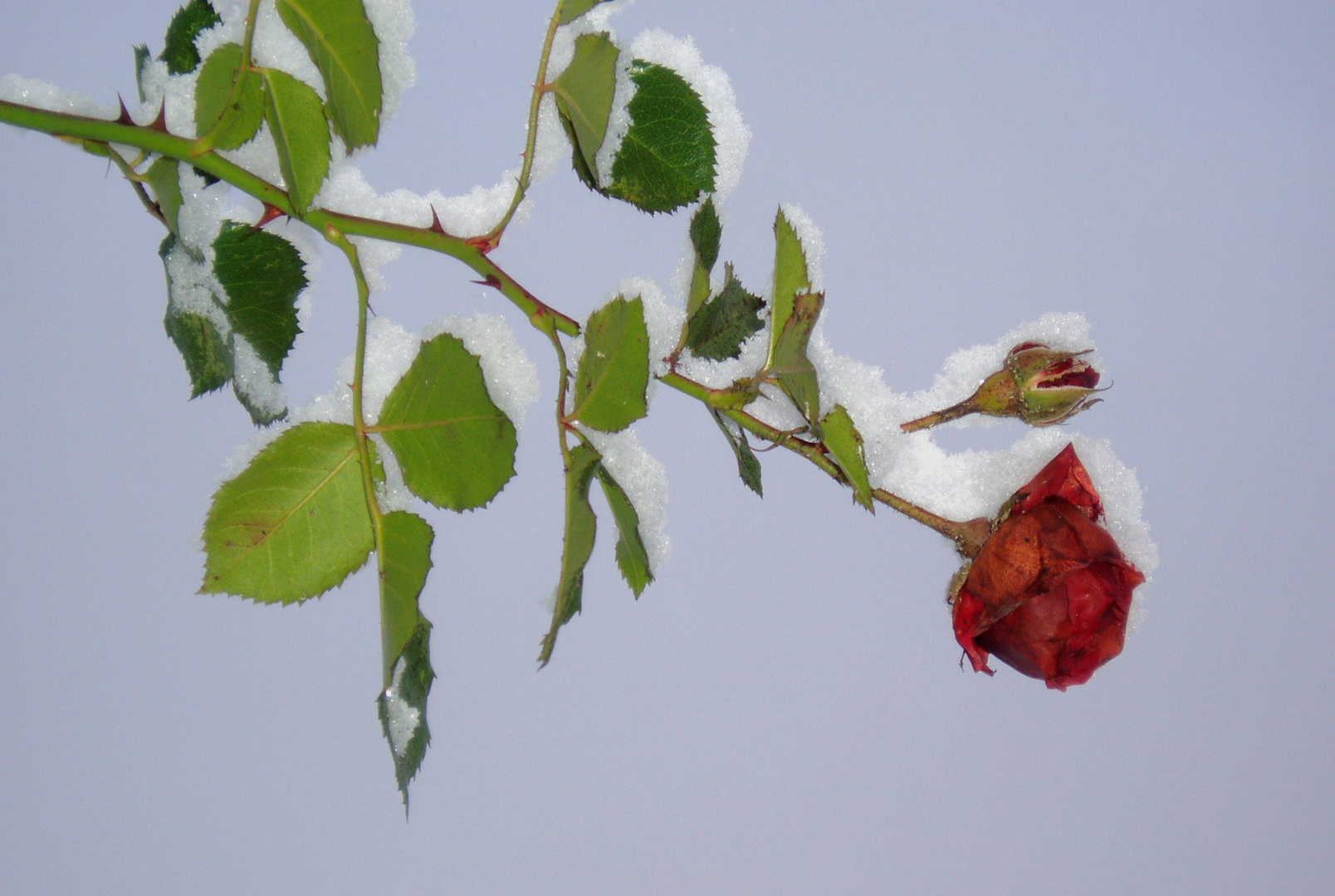 Rose im Winter