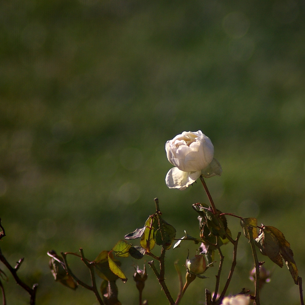 Rose im Winter