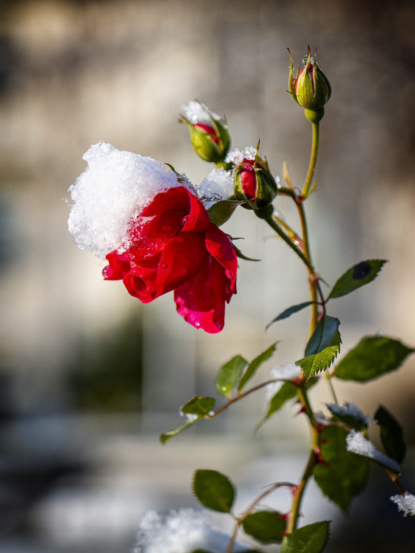 Rose im Winter