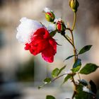 Rose im Winter