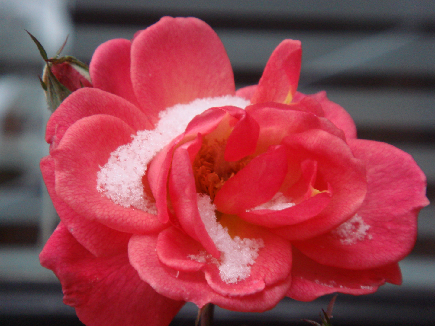 Rose im Winter