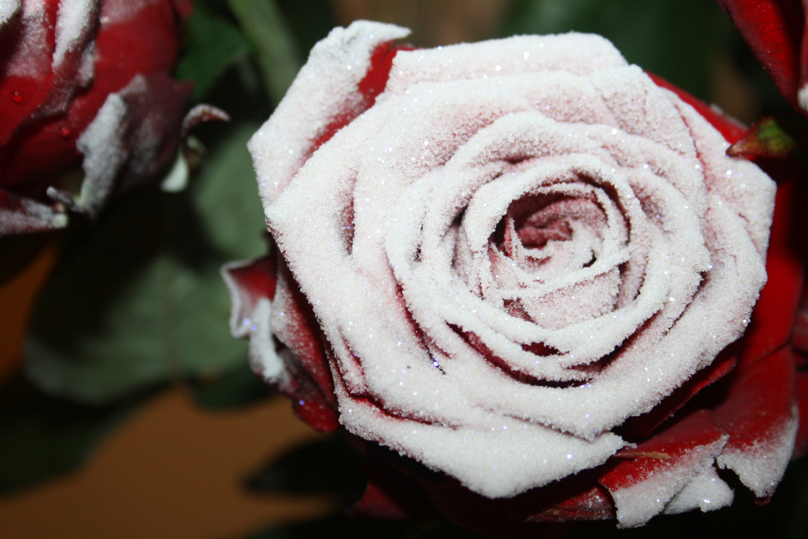 Rose im Winter