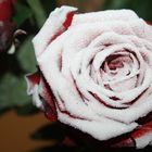 Rose im Winter