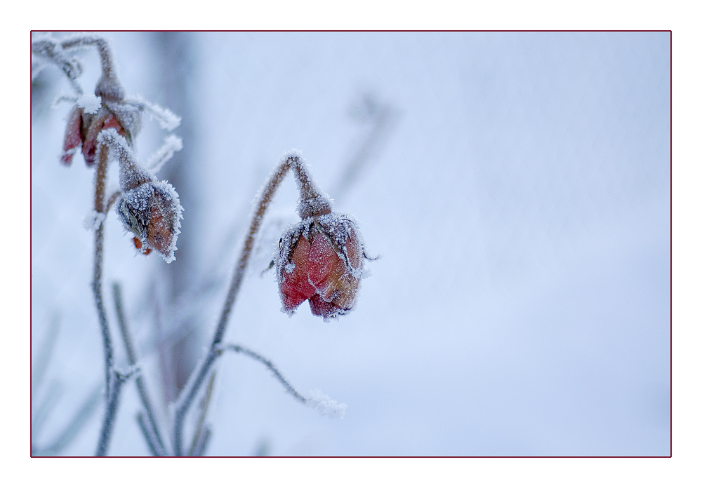 Rose im Winter