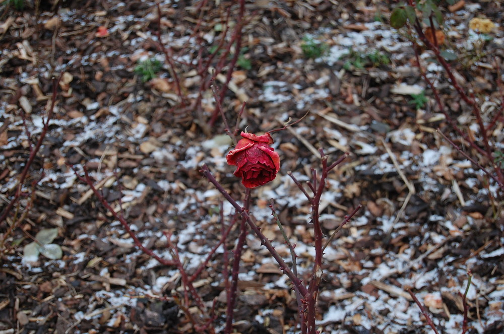 Rose im Winter