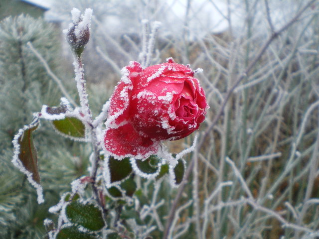 Rose im Winter