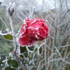 Rose im Winter