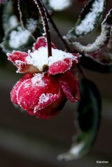 Rose im Winter