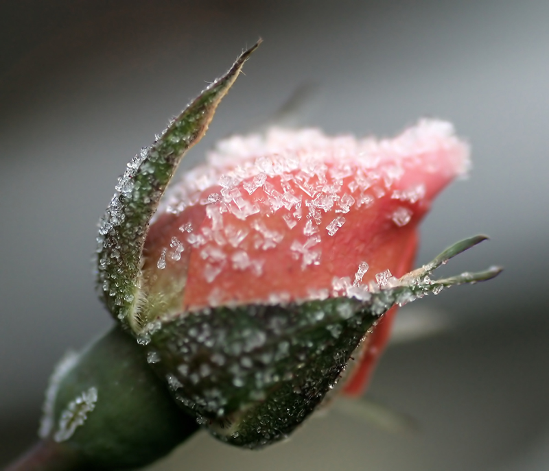 Rose im Winter - wie gezuckert