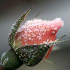 Rose im Winter - wie gezuckert