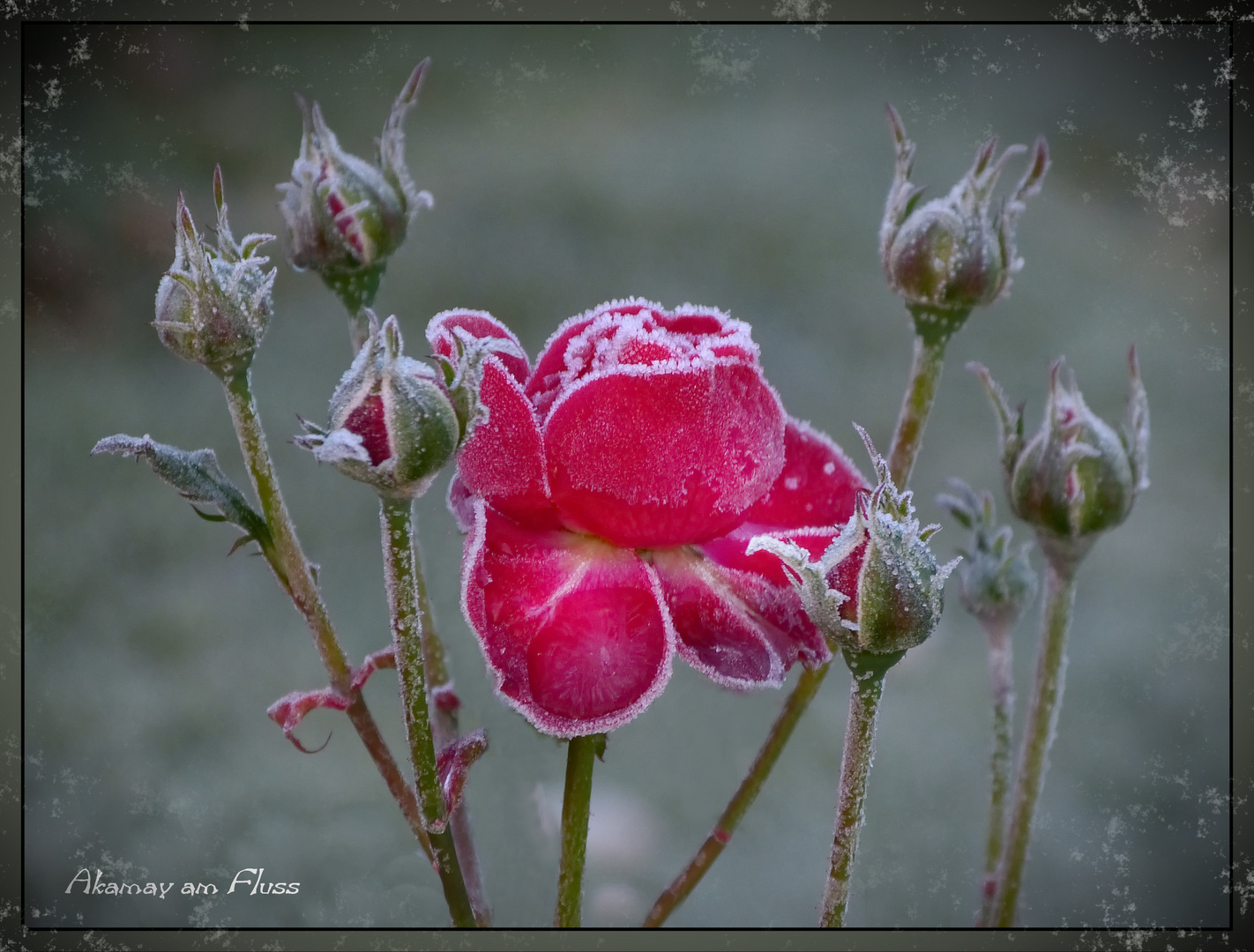 Rose im Winterkleid