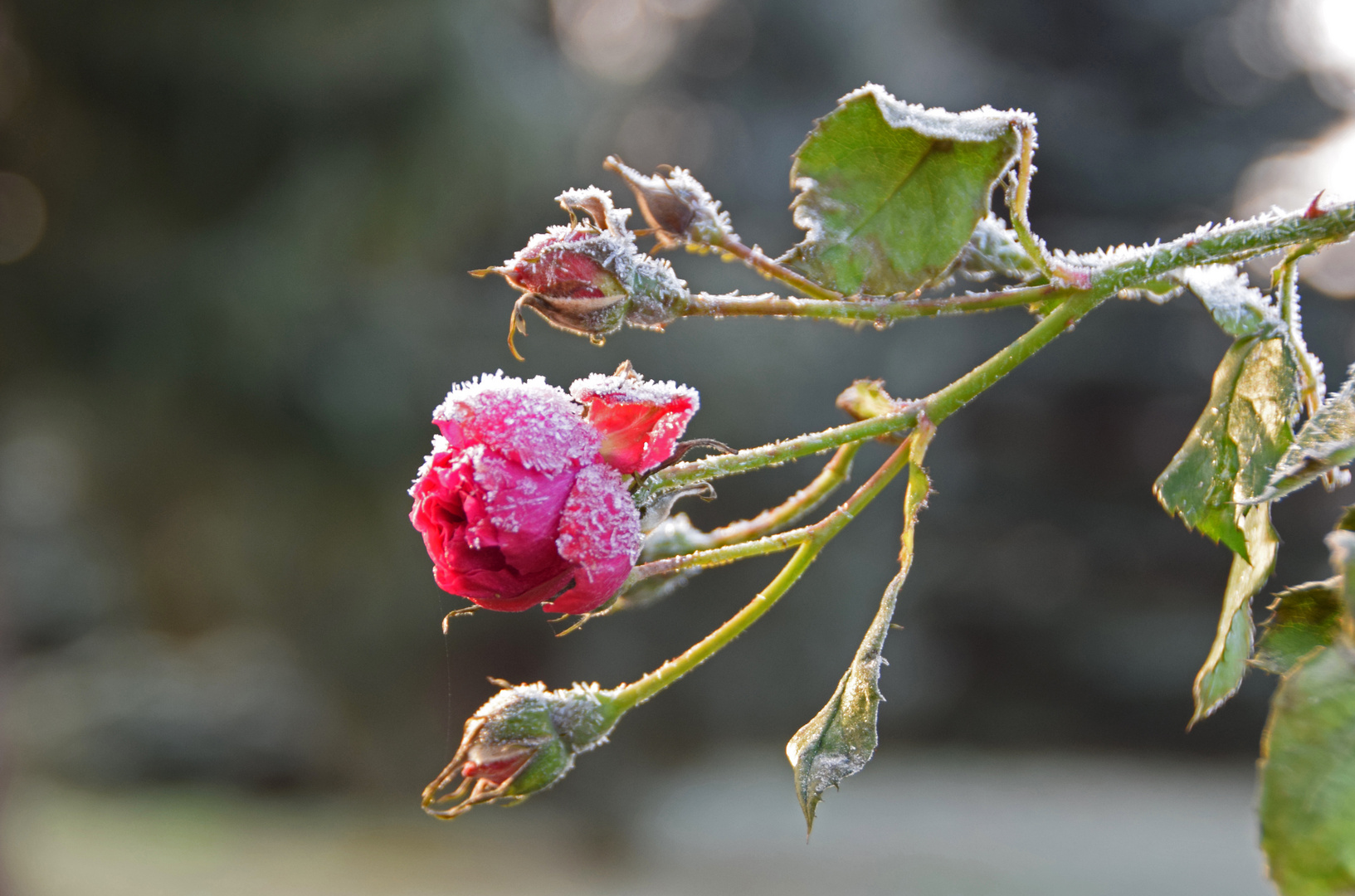 Rose im Winterkleid 1