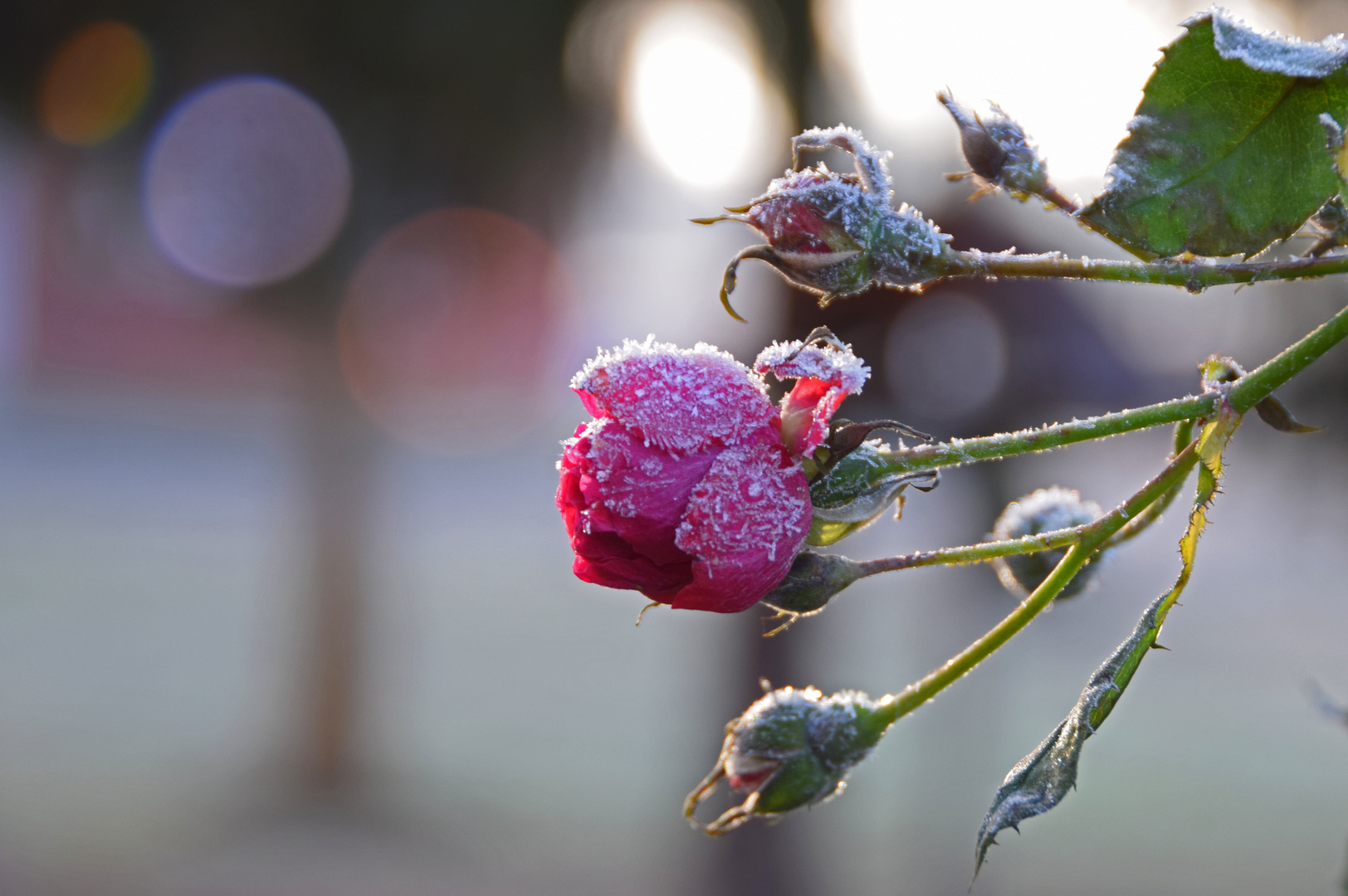 Rose im Winterkleid 2